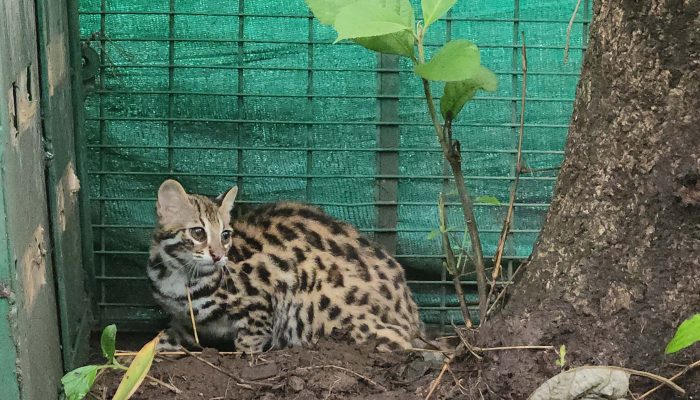 leopard cat