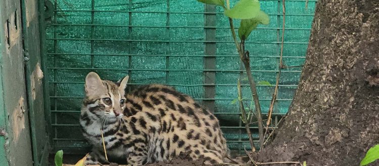 leopard cat