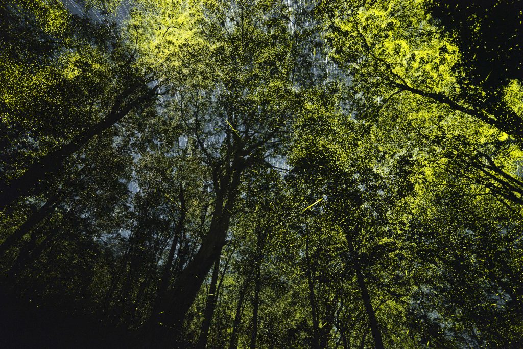 fireflies