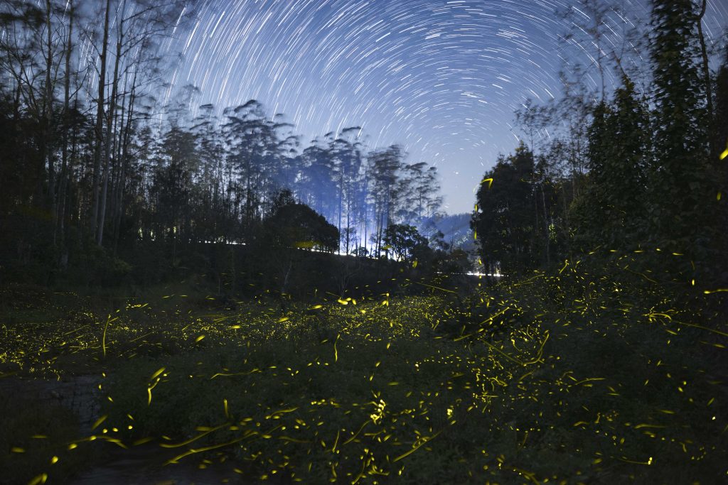 fireflies