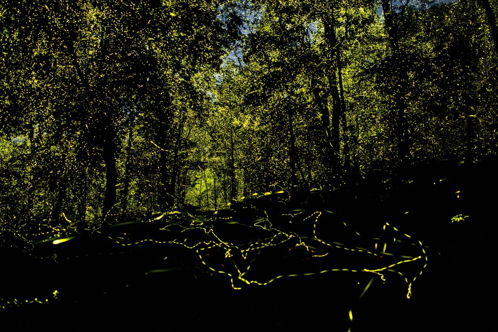 fireflies in Tamil Nadu