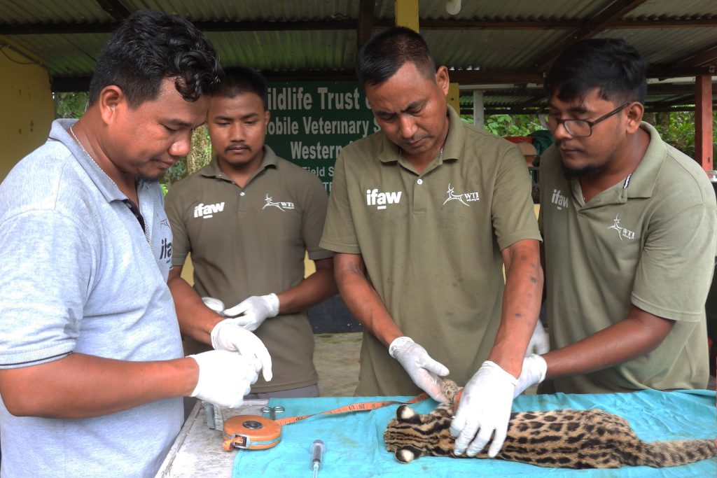 leopard cat