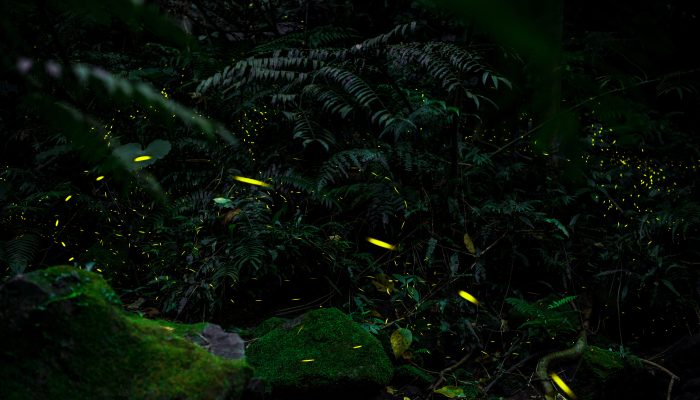 fireflies