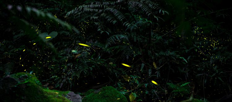fireflies