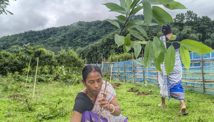 community plantation drive