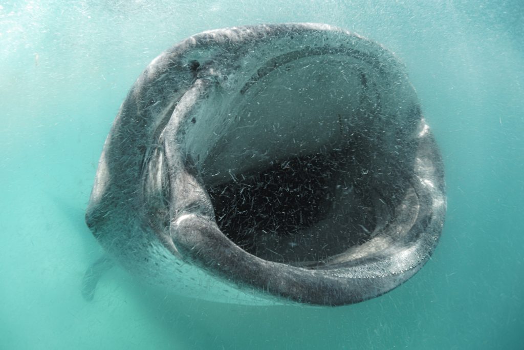 whale shark
