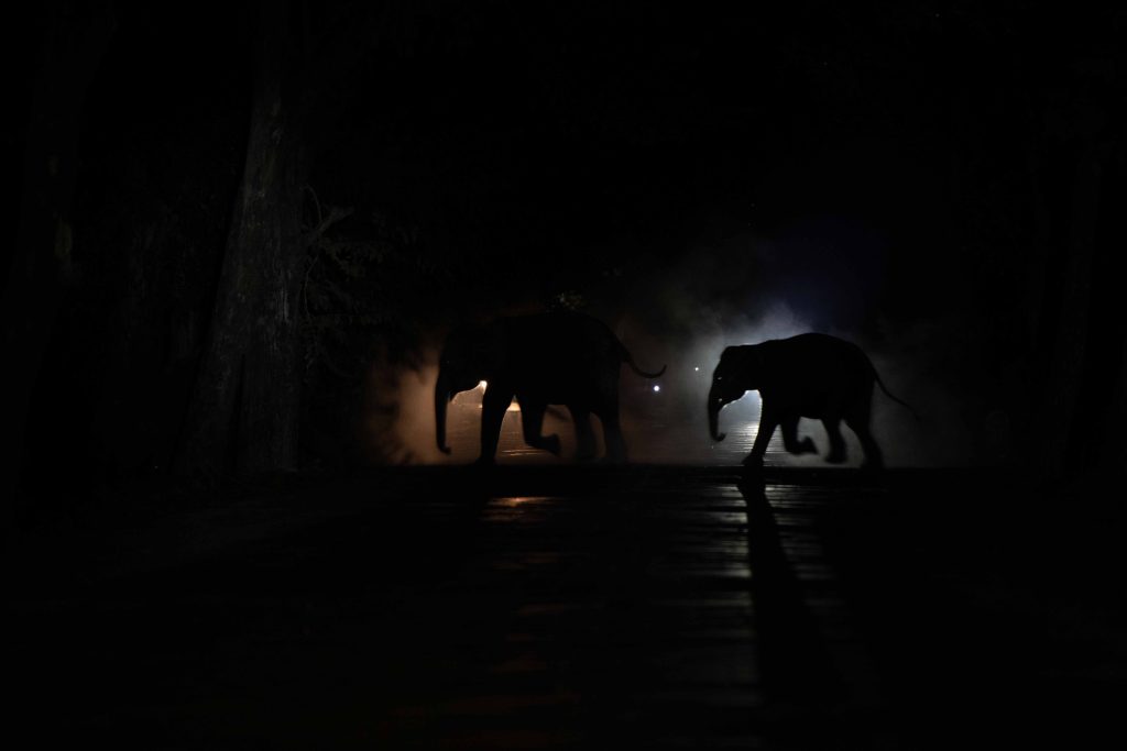 elephant on road at night