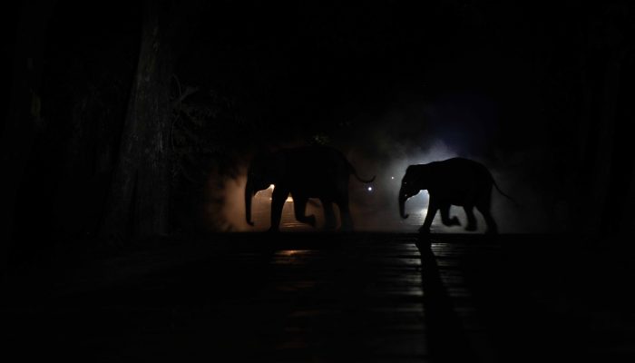 elephant on road at night