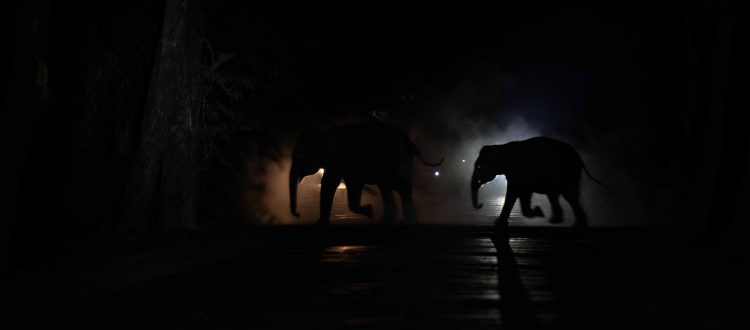 elephant on road at night