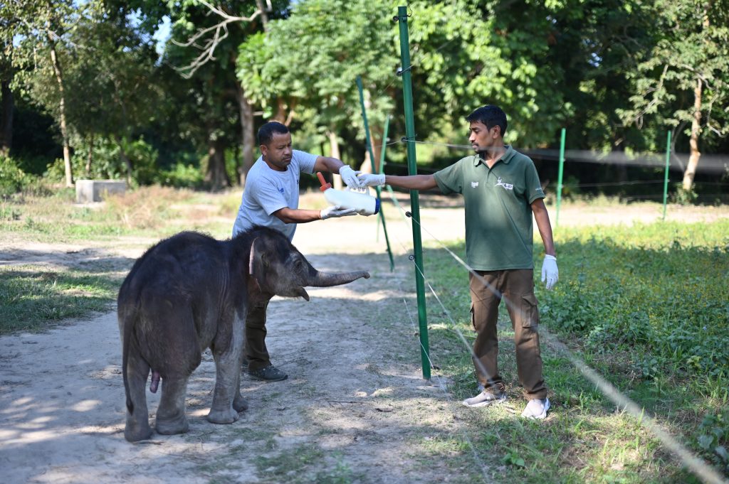 elephant rehabilitation