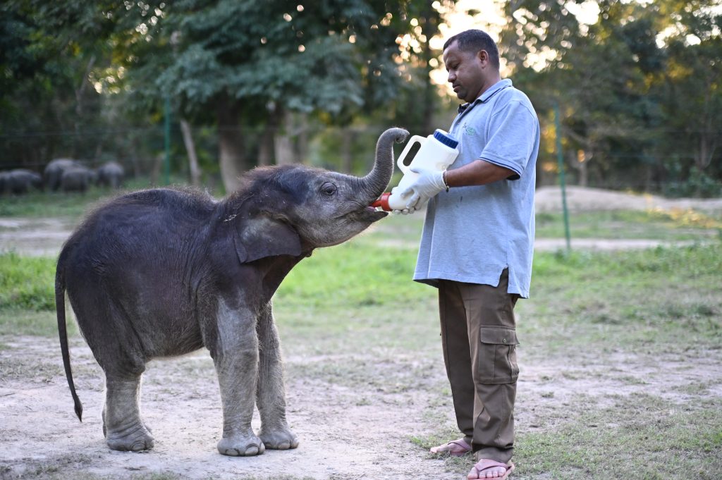 baby elephant