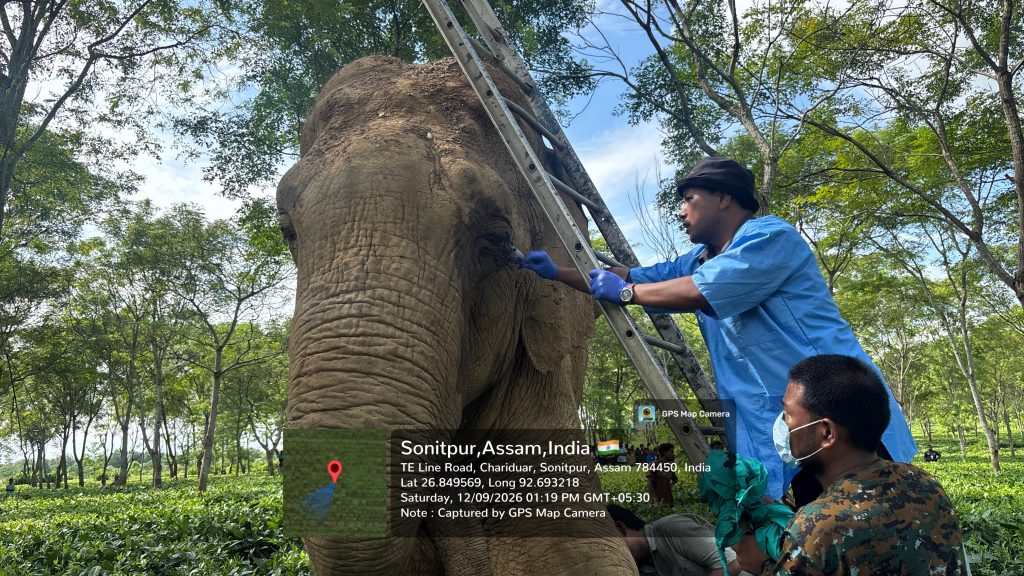 elephant