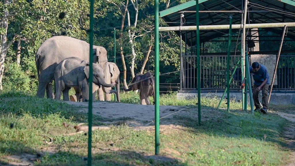 Elephant rescue