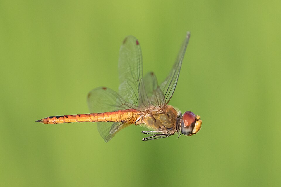 Globe skimmer odonates