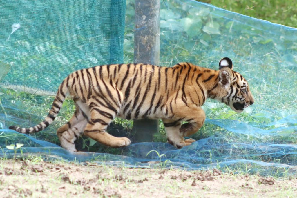 Tiger cub rescue