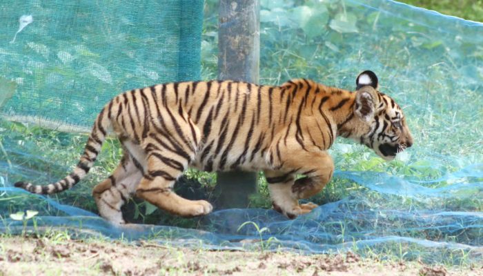 Tiger cub rescue