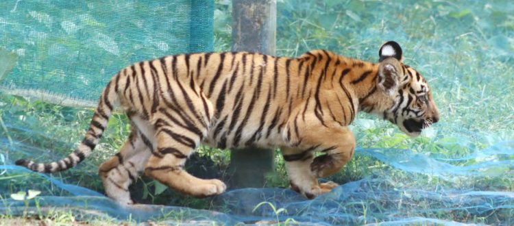 Tiger cub rescue