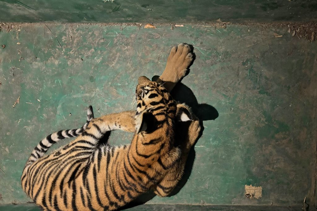 tiger cub rescue