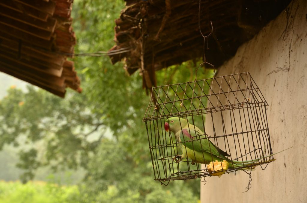 illegal wildlife trade