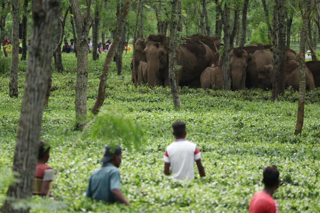 elephant in tea garden