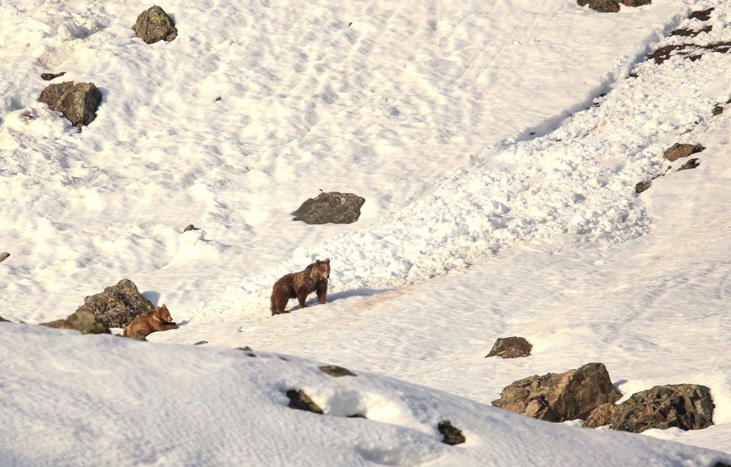Himalayan brown bear