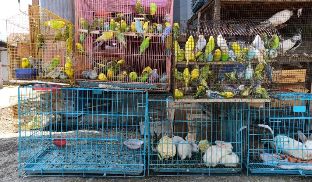 illegal wildlife trade