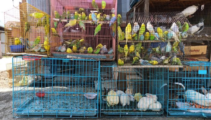 illegal wildlife trade