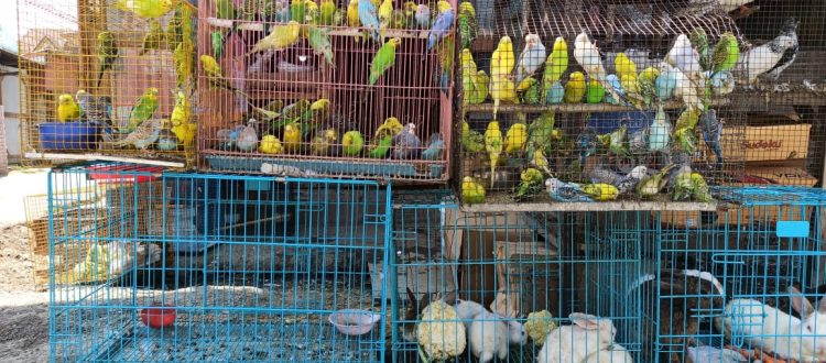 illegal wildlife trade
