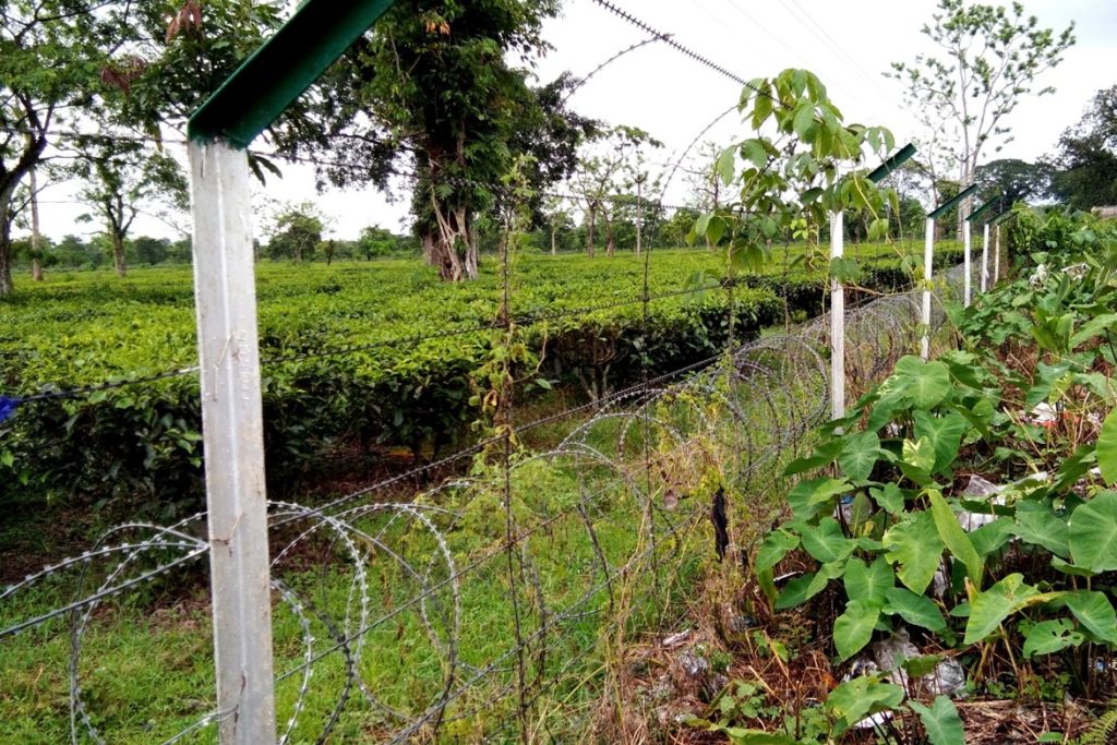 Tea estates
