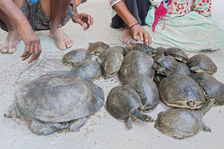 hunting turtles