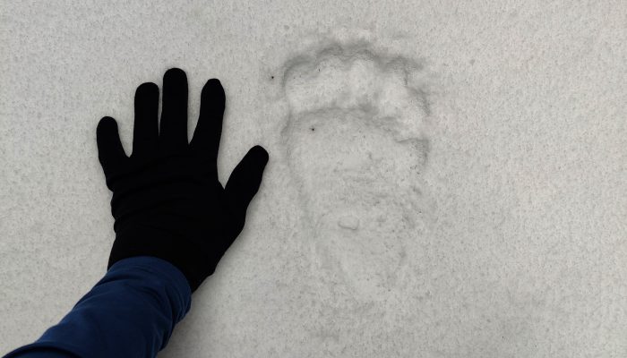 Abominable snowman | pexels-alin-serban