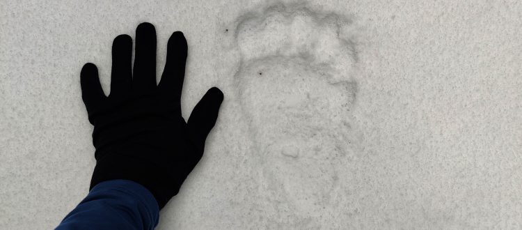 Abominable snowman | pexels-alin-serban